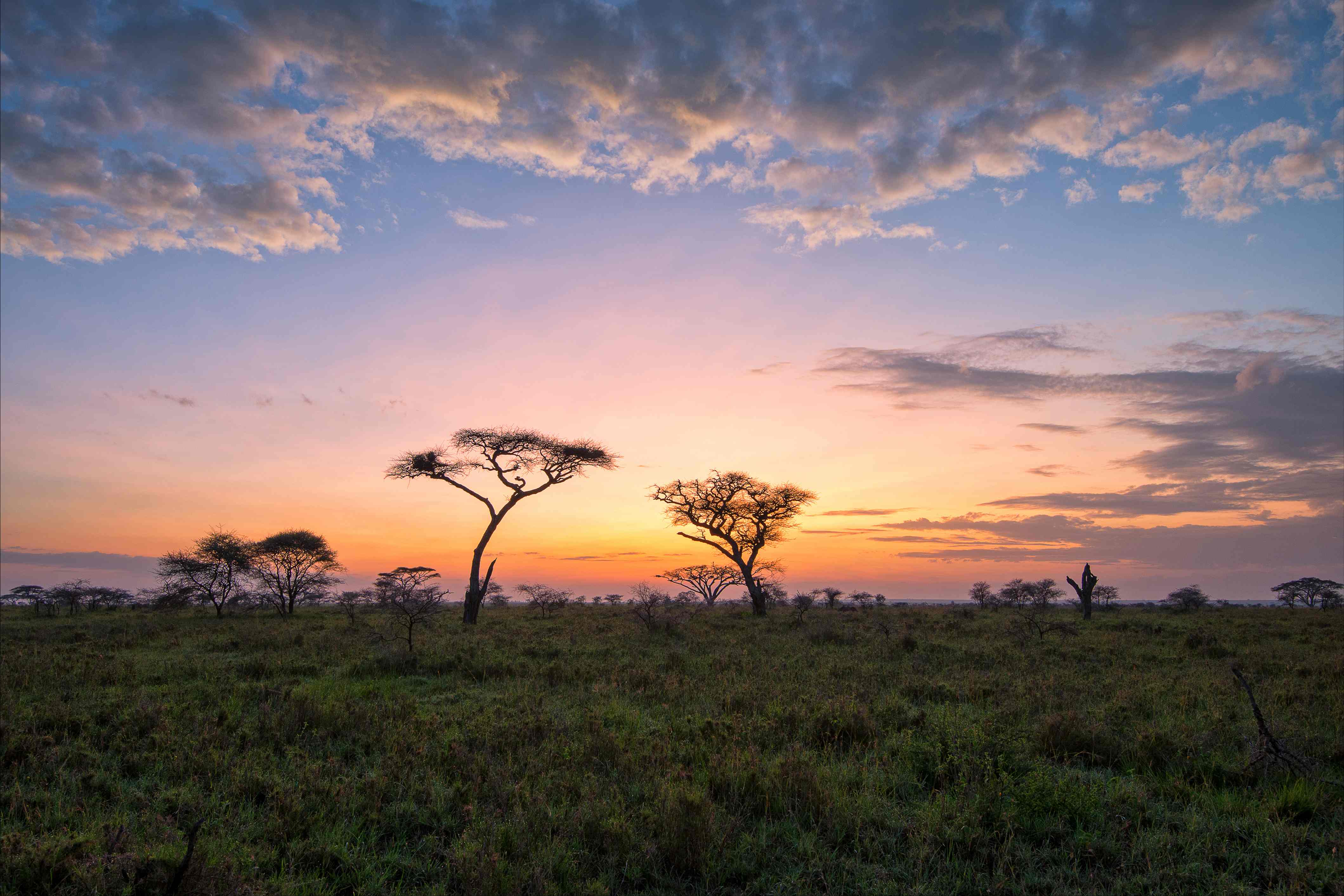 African landscape with wildlife and savannas